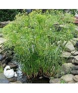 DWARF PAPYRUS POND PLANT Aquatic Pond Live Plant  SUPER PRICE!!!!!! - $272.22 MXN