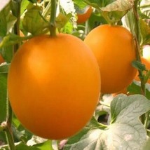 20PCS SEEDS Fresh Earth Sweet Organic Red Melon Seeds.(#5220) - $5.65