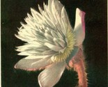 VTG Postcard 1951 Spring Anemone Flower Anemone Vernalia  - £3.07 GBP