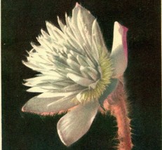 VTG Postcard 1951 Spring Anemone Flower Anemone Vernalia  - £3.06 GBP