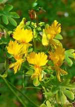 10 Canary Creeper Nasturtium Vine Tropaeolum Peregrinum Yellow Bird Flower Seeds - £7.82 GBP