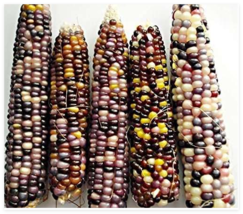 Rainbow Corn Vegetable Glass Gem Indian Corn Plant Garden USA Shipping - $6.90