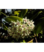 Hoya Australias Wax Flower Vine Solid Green Flowering Plant Starter - $5.94
