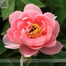 Heirloom &#39;Pink King&#39;S&#39; Double Slippy Peony Flower Seeds Al Pack 5 Seeds+ - £5.49 GBP