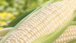 Corn Kernels - White - £135.50 GBP