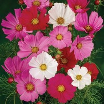 Cosmos Dwarf Sensation Mix Red Pink White Spring Pollinators 100 Seeds - $8.99