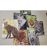 Florida Large Feline conservation suscription mag. group (7) - £9.53 GBP