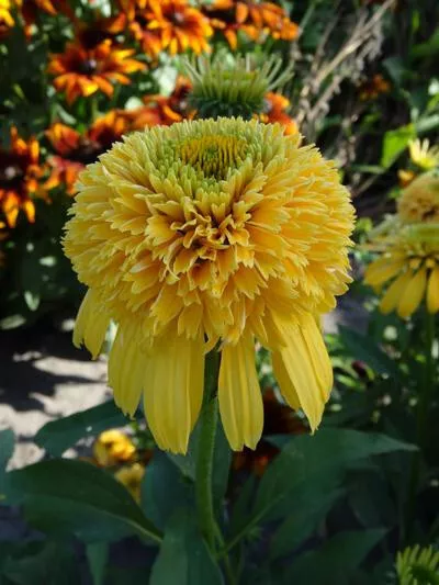 1.echinacea LEMON DROP 2.5" pot  Live Potted Plant for Home Garden - $34.00