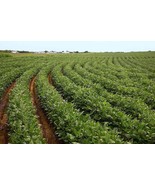 KBT Soybean Seeds Bulk Seeds - $459.83 MXN