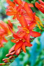 25 Flame Orange Crocosmia Seeds Flower Perennial - £14.10 GBP