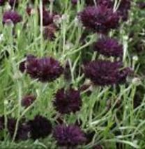 Cornflower / Bachelor Button BLACK BALL Purple Cut Flowers 400 Seeds USA Non-GMO - £9.77 GBP