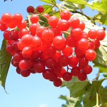 US Seller 20 American Highbush Cranberry Viburnum Trilobum Red Fruit White Flowe - £10.88 GBP