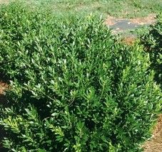 25 Seeds Eed Ilex Glabra Seeds Suited For Canadian Climate Fresh Seeds - $5.92