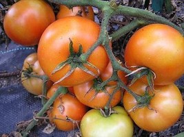 20 Seeds Mountain Princess Heirloom Tomato Moon Gardens Simply Grown Beautifully - £21.98 GBP