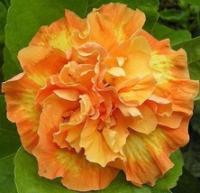 THJAR 20 Double Yellow Orange Hibiscus Seeds Flowers Flower Seed Perennial Bloom - $8.24