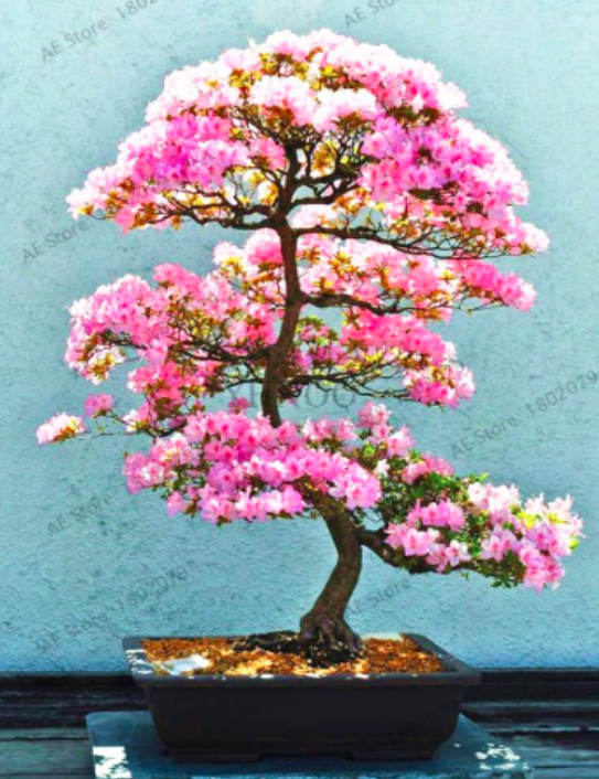 Azalea Seeds For &amp; Looks Like Sakura Color:17 - $9.99