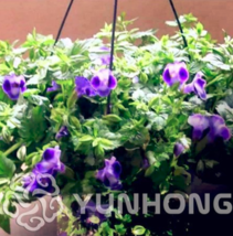 Worldwide Shipping 100 Pcs Torenia Fournieri Bonsai Amazing Flower Bonsai Potted - $10.90