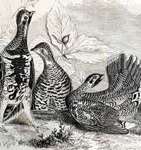 Canadian Spotted Grouse Victorian 1856 Bird Art Plate Print Antique Natu... - $39.99