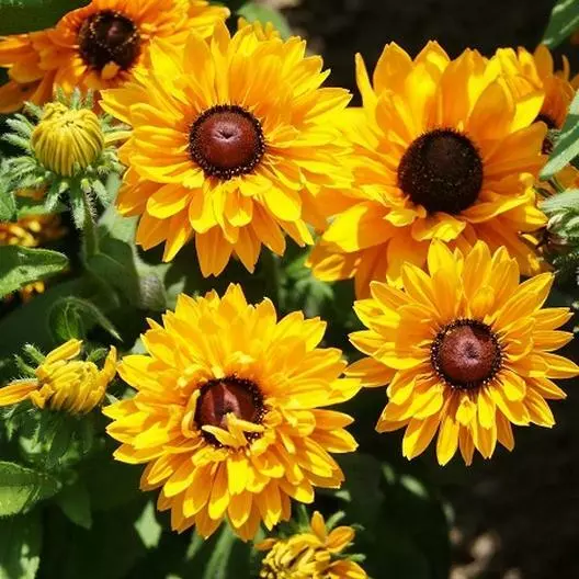 Black Eyed Susan GOLDILOCKS Rudbeckia DOUBLE BLOOMS Rare! Non-GMO 100 Seeds - €28,75 EUR