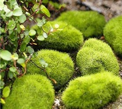 100 Seeds Moss Bonsai Moss Ball Sagina Subulata Bonsai Seeds Grass Gardening - £10.70 GBP