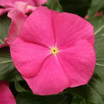 Mpb#12 Cobra Vinca Seeds Rose Catharanthus 25 Thru 250 Seeds Gardening USA Shipp - £10.25 GBP