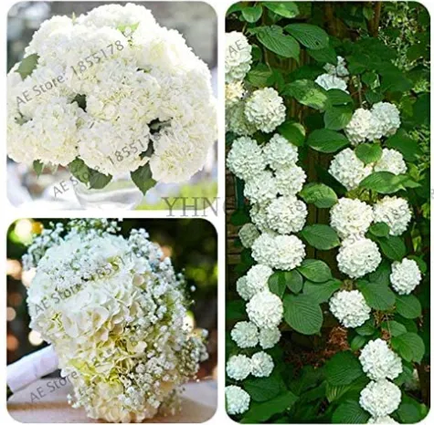 fresh 20 Pcs Genuine Climbing White Hydrangea Flores Hydrangea Flowers plantas  - £7.15 GBP