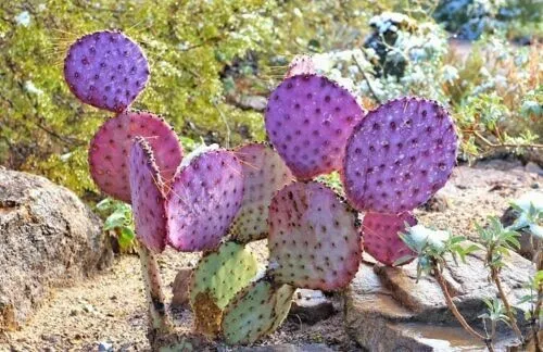 Fresh Opuntia Violacea Santa Rita Purple Colored Ornamental Cactus 25 Se... - $10.98