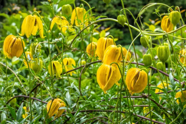 10 Yellow Clematis Radar Love Vine Climber Clematis Tangutica Flower See... - £6.41 GBP