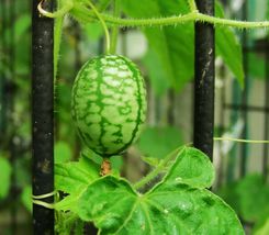 20 Mouse Melon Vegetable Seeds Mexican Sour Gherkin Cucumber Organic Container - £9.42 GBP