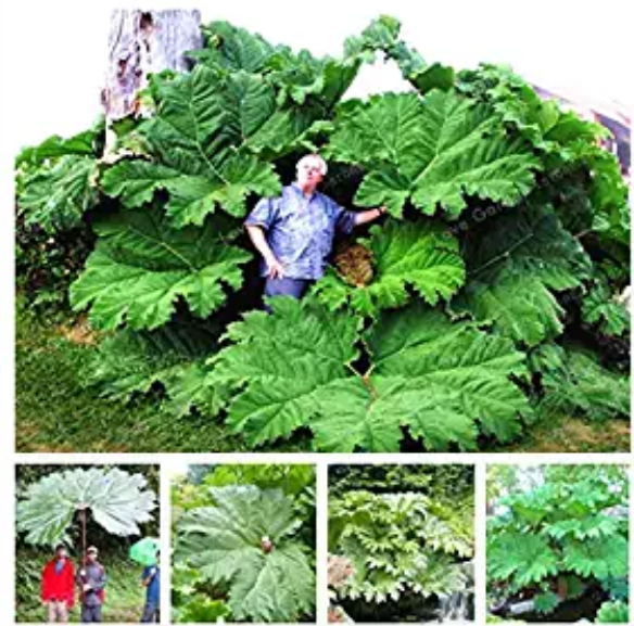 Gunnera Manicata Bonsai Also Called Giant Rhubarb Bonsai Grow In Partial Shade H