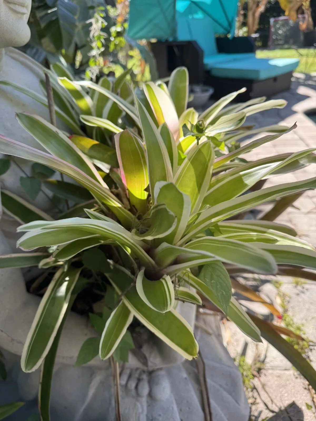 Bromeliad Neoregelia Ying - $29.95