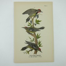Bird Litho Print Yellow-bellied Sapsucker after John James Audubon Antique 1890 - £15.97 GBP