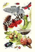 Green Oak Moth, Burnet Moth, Puss Moth, Tiger Moth, Ladybird beetle - £16.06 GBP