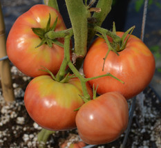 Old German Tomato Seeds | Heirloom | Bulk | Wholesale Variety FRESH - £7.48 GBP