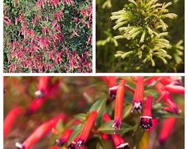 USA Seller 10 Mixed Cigar Plant Cuphea Ignea Red Pink White Firecracker Flower S - £13.38 GBP