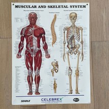 Medical Poster The Muscular &amp; Skeletal System - Laminated stock 19.75&quot; x... - $49.49
