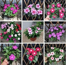 US Seller 100Pcs Periwinkle Seeds Mixed Rose Purple / Pink / Dark Pink /... - $15.35