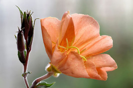 10 Sunset Boulevard Primrose Orange Evening Oenothera Versicolor Flower SeedsFro - $9.90