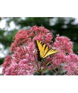 FMG Sweet Joe Pye Weed Wild Eupatorium Purpureum Fast Growing - $14.08