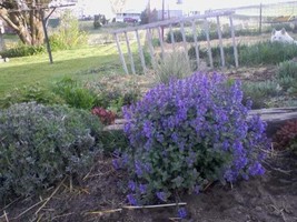 HGBO 50 Seeds Persian Catmint Musins Nepeta Racemosa Flower Seeds From US - £7.02 GBP