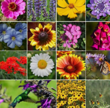 RAFH 1200 All Perennial Wild Flower Mix. Pollinator Food, Garden Heirloom USA - £6.75 GBP