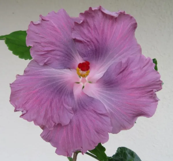20 Black Pink Purple Hibisc Perennial Flower Fresh Seeds for Planting - $17.98
