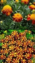 From Usa French Marigold Court Jester &amp; Double Dwarf Tall &amp; Short Mix Non-GMO 20 - £3.12 GBP