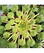 10 Oxalis Palmifrons Seeds ~ Palm Leaf Oxalis ~ Plants ~ Garden ~ Houseplants - $12.15