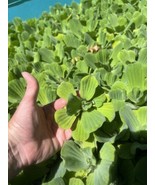 Summer Special (15) Water Lettuce Koi Pond Floating Plants Algae Shade 2-4” - €25,87 EUR