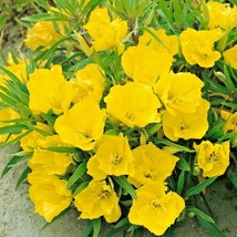 Guashi Store 200 Seeds Dwarf Missouri Evening Primrose Flower Seeds Drought Grou - $8.99