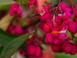 FREE SHIPPING 10 seeds Spindle-berry Tree var. {Euonymus europaeus}  - £9.41 GBP