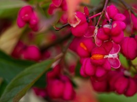 FREE SHIPPING 10 seeds Spindle-berry Tree var. {Euonymus europaeus}  - £9.41 GBP