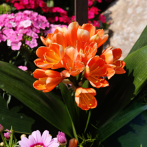 Clivia Miniata Seeds Mixed 9 Colors Purple Red Green Orange Yellow Blue -  100 S - $49.36