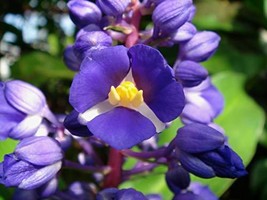 Sapphire Blue Ginger~ Gorgeous Tropical Dichorisandra thyrsiflora Plant ... - $23.88